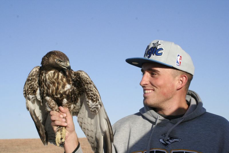 Juvinile red-tailed hawk.