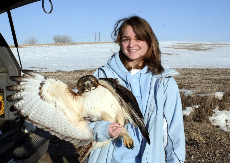 Student with large female red-tailed hawk