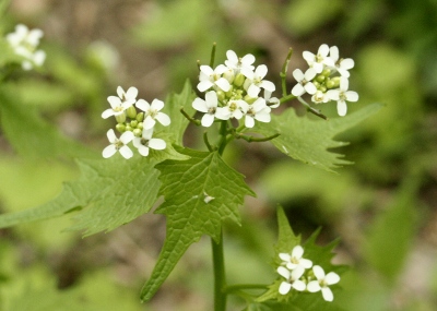 garlic mustard flowers