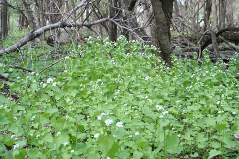 garlic mustard infestation in spring