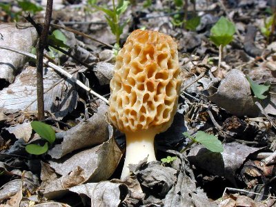 morel mushroom